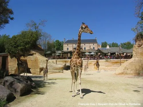 Bioparc Zoo De Doue Doue La Fontaine Zoo